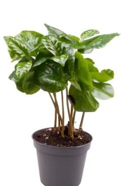 Coffea Arabica (Caféier d'Arabie) - Stekje