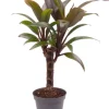 Cordyline fruticosa Purple Compacta - Stekje