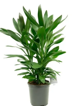 Cordyline Glauca - Geluksplant
