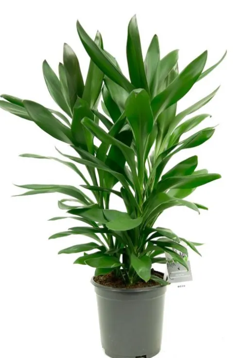 Cordyline Glauca - Geluksplant