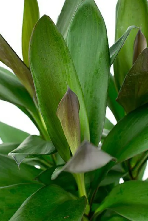 Cordyline Glauca - Geluksplant