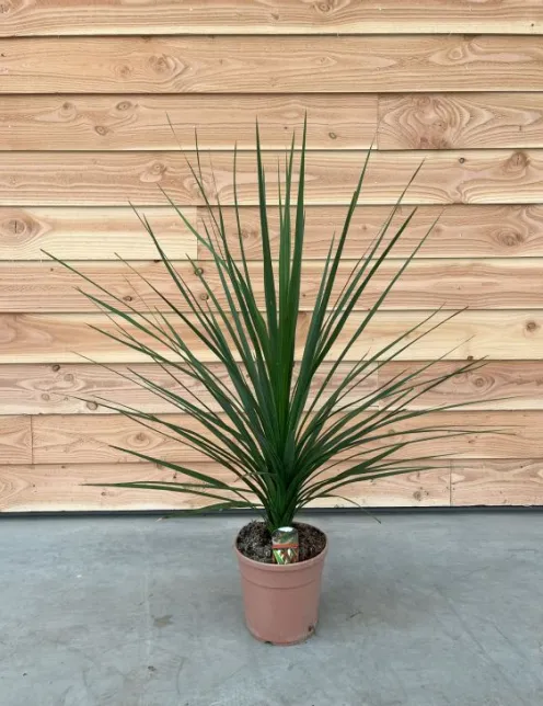 Cordyline indivisa