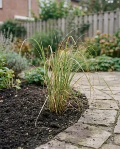 Cortaderia Rosea - Pampasgras