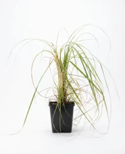 Cortaderia Rosea - Pampasgras