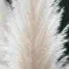 Cortaderia selloana White Plume - Pampasgras
