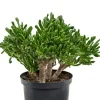 Crassula horntree - Jade Plant
