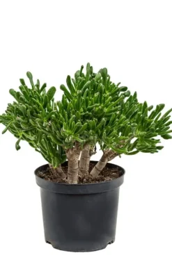 Crassula horntree - Jade Plant