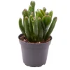 Crassula ovata Horn Tree - Stekje