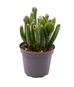 Crassula ovata Horn Tree - Stekje