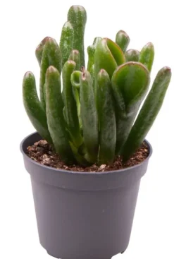 Crassula ovata Horn Tree - Stekje