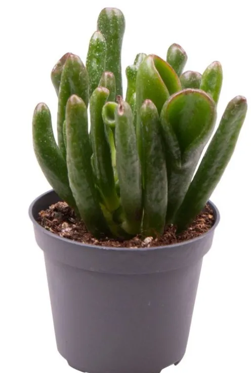 Crassula ovata Horn Tree - Stekje
