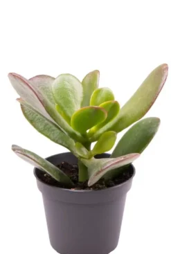Crassula ovata - Stekje