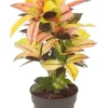 Croton Iceton - Wonderstruik