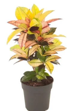Croton Iceton - Wonderstruik