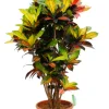 Croton Iceton - Wonderstruik