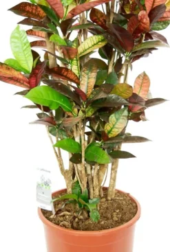 Croton Iceton - Wonderstruik