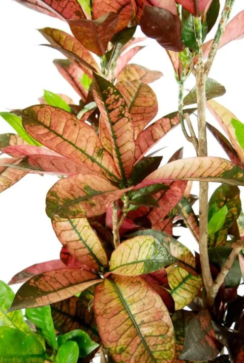 Croton Iceton - Wonderstruik