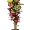 Croton Iceton - Wonderstruik