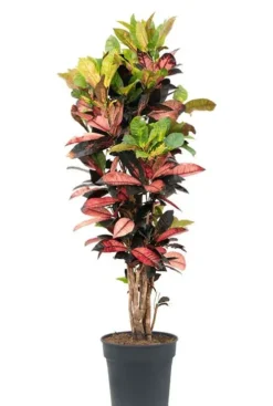 Croton Iceton - Wonderstruik