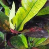 Croton Iceton - Wonderstruik