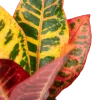 Croton Petra - Stekje