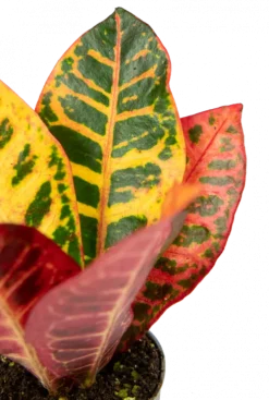 Croton Petra - Stekje