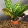 Croton Petra - Wonderstruik