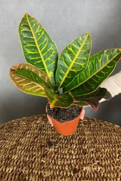 Croton Petra - Wonderstruik