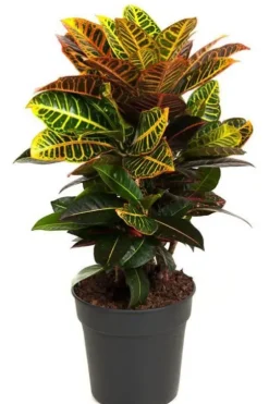 Croton Petra - Wonderstruik