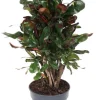 Croton Variegatum Mammi - Wonderstruik