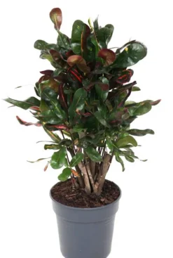 Croton Variegatum Mammi - Wonderstruik