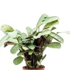 Ctenanthe amagris - Pauwenplant