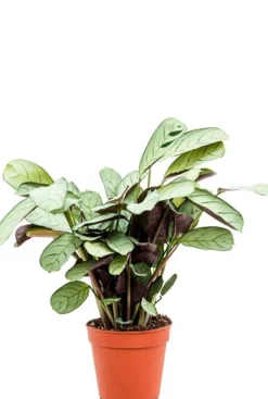 Ctenanthe amagris - Pauwenplant