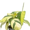 Ctenanthe pilosa Golden Mosaic (Lubbersiana Golden Mosaic) - Stekje