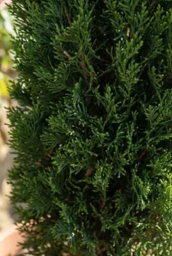 Cupressus sempervirens Totem