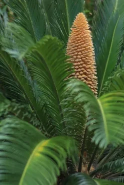 Cycas revoluta - Vredespalm