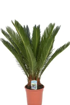 Cycas Revoluta - Vredespalm