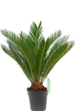 Cycas Revoluta - Vredespalm