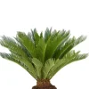 Cycas Revoluta - Vredespalm