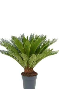 Cycas Revoluta - Vredespalm