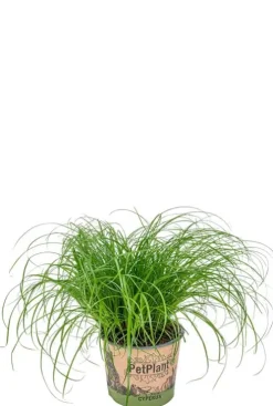 Cyperus Alternifolius Zumula