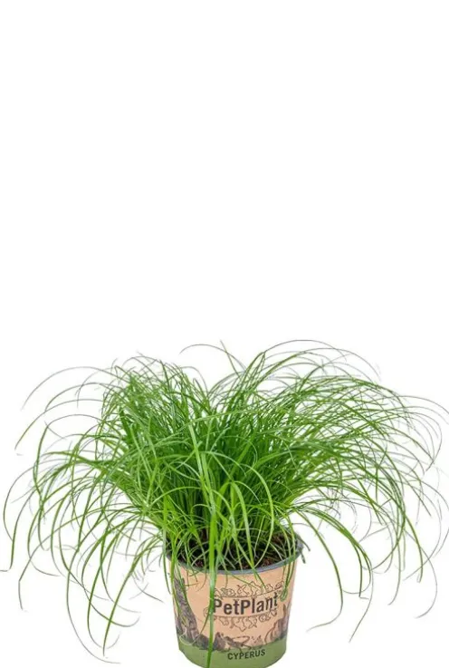 Cyperus Alternifolius Zumula