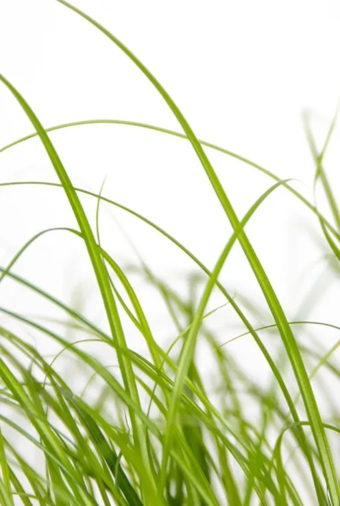 Cyperus Alternifolius Zumula