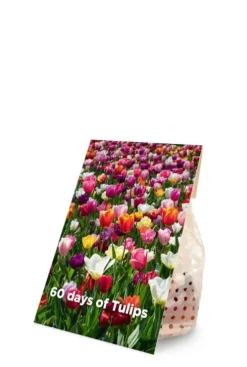 60 days of tulips mix - 20 bollen