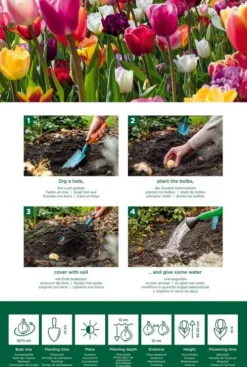 60 days of tulips mix - 20 bollen
