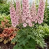 Delphinium (P) Magic Fountains Pink Shades - Ridderspoor