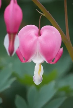 Dicentra spectabilis - Hartjesplant
