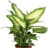 Dieffenbachia camilla - Dief van Bagdad
