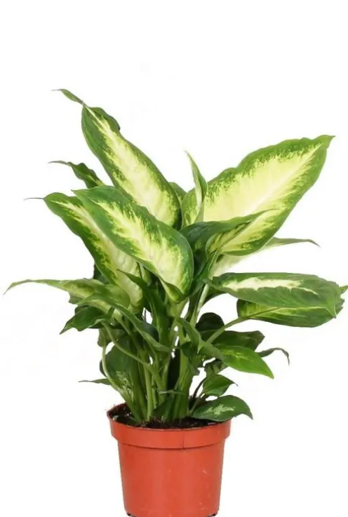 Dieffenbachia camilla - Dief van Bagdad