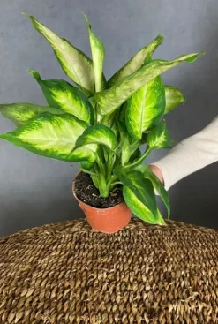 Dieffenbachia camilla - Dief van Bagdad